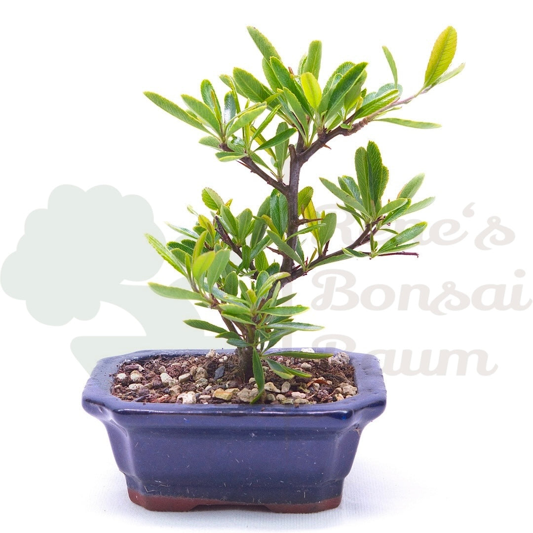 Schmalblättriger Feuerdorn 'Pyracantha angustifolia'